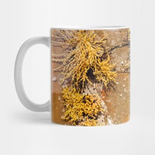 Yellow Sea Weed Growing In Shallow Rock Pool Mug